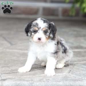 Meadow, Cavapoo Puppy